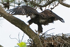 Junior finally gets brave enough to hop up off the nest