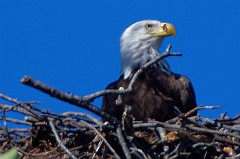 After seeing nothing for several days, an adult feeds in the nest