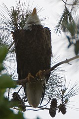 Adults above right of nest either calls or warns a juvenile