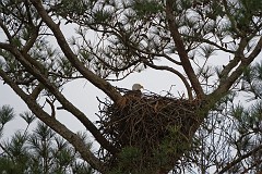 1st eaglet sighting, juvenile at the Moore House