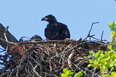 Two eaglets