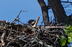 Adult above, one chick in nest