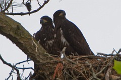Two chicks under watch from an adult above. One chick ventures up on a limb