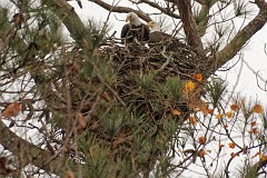 1st photos of the coming eaglet season, both adults seen