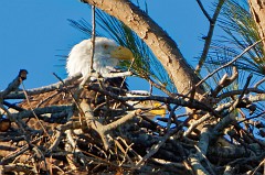 Both adults in the nest