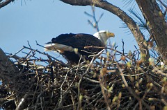 Adult in the nest, looked to be feeding