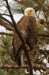 Adult above guarding the nest