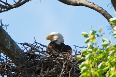 Adult in the nest