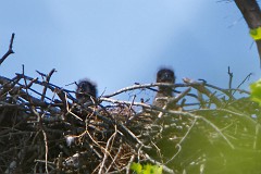 1st sighting of two eaglets!