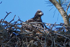 Eaglet with a fuzzy Mohawk